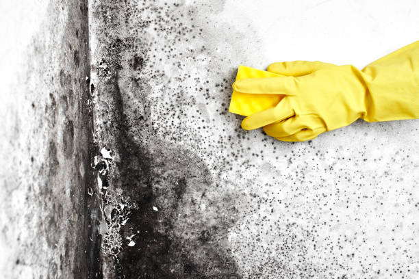 Best Mold Cleaning Services  in Deland Southwest, FL