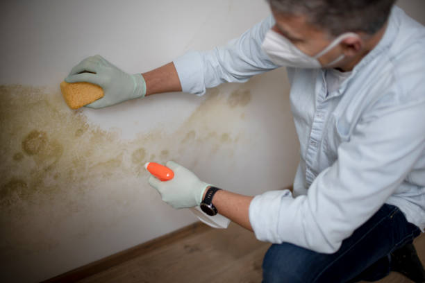 Best Toxic Mold Removal  in Deland Southwest, FL